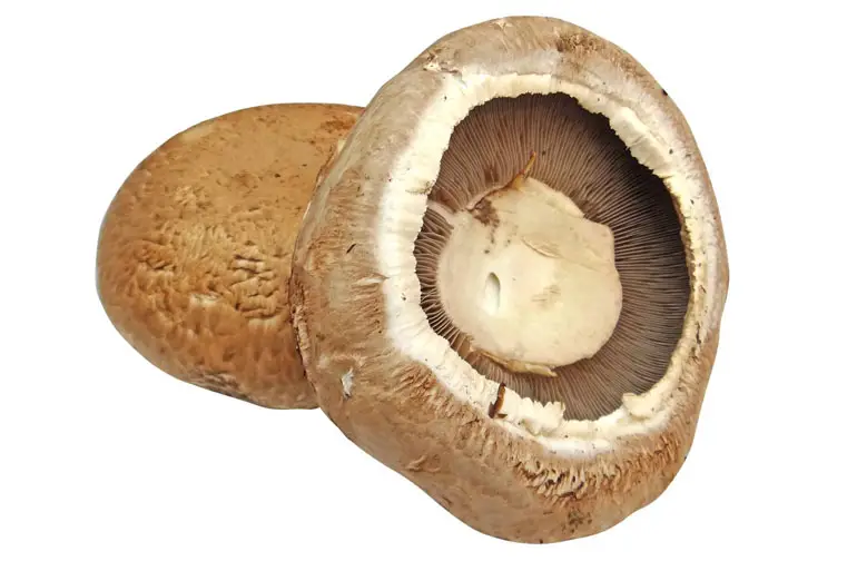 Urogun si trova in farmacia Urogun si trova in farmacia